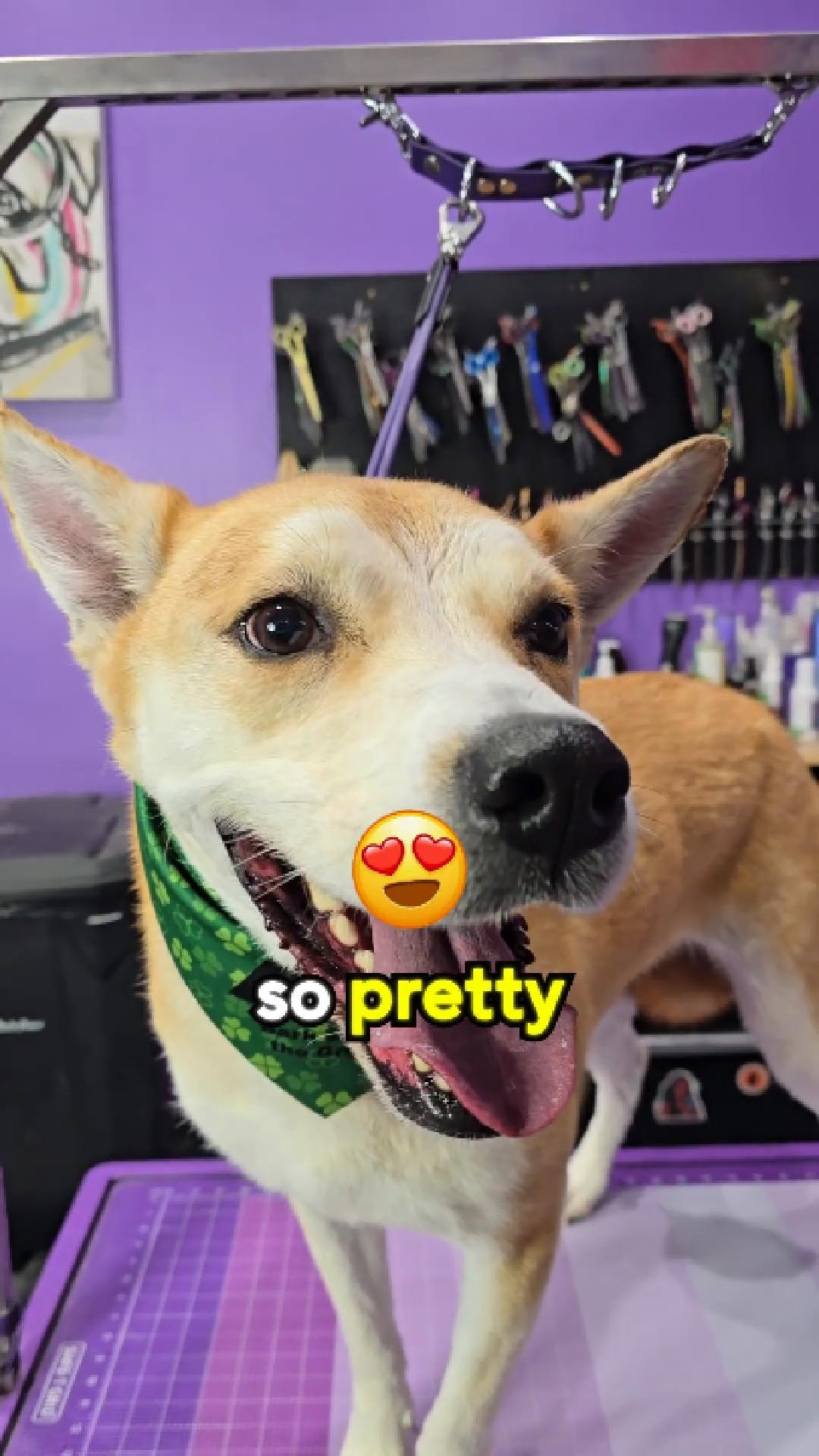 Barkside of the Groom testimonial preview