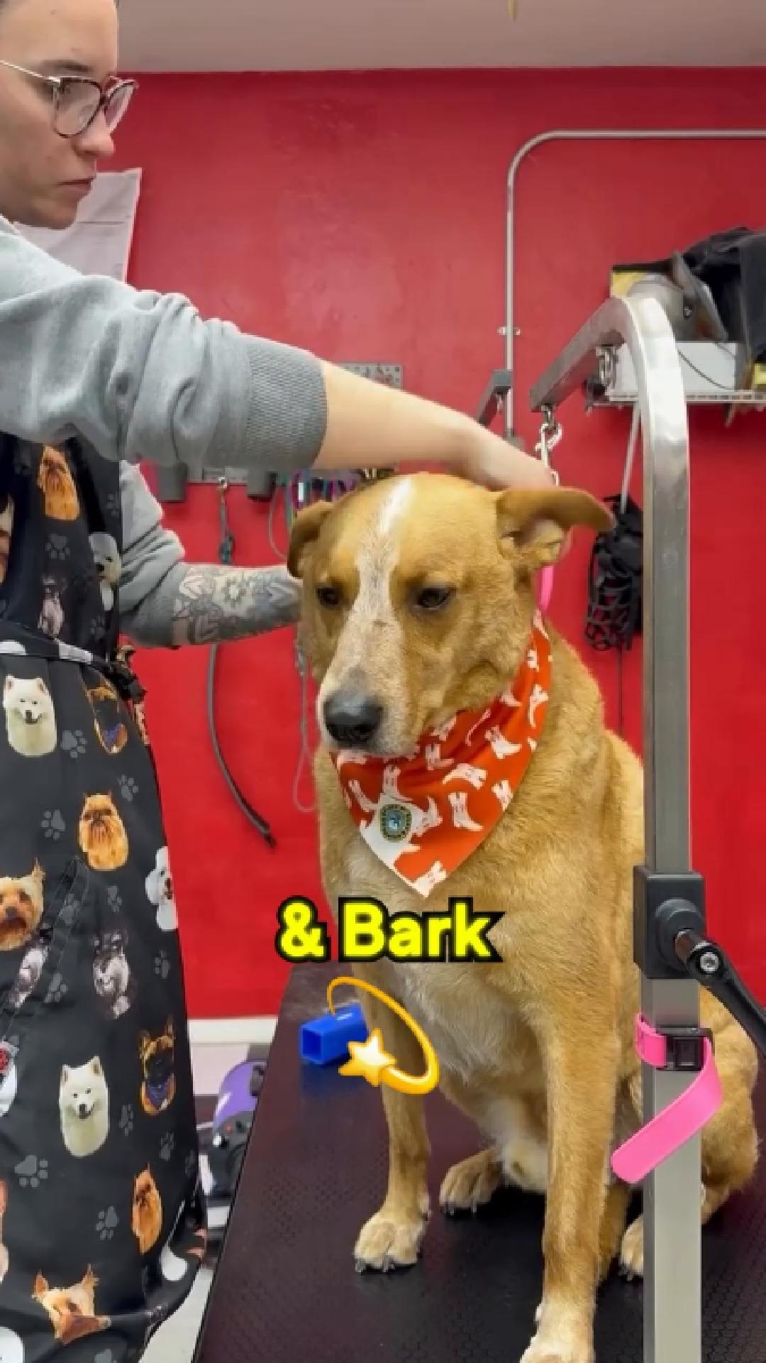 Fluff and Buff testimonial preview